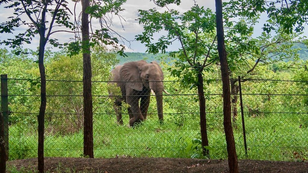 An elephant watches me from the other side of the perimeter fence at Punda Maria Rest Camp.