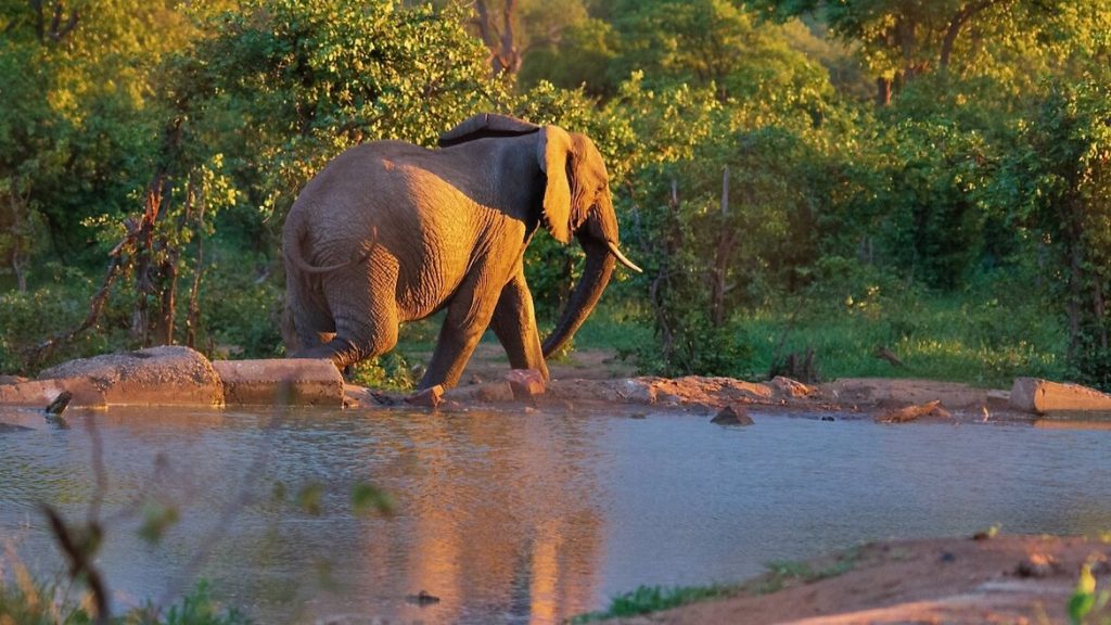 An elephant walks away from the Punda Maria Rest Camp waterhole at sunset.