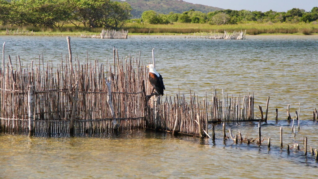 A fish eagle perches on a fish trap in one of Kosi Bay's lakes
