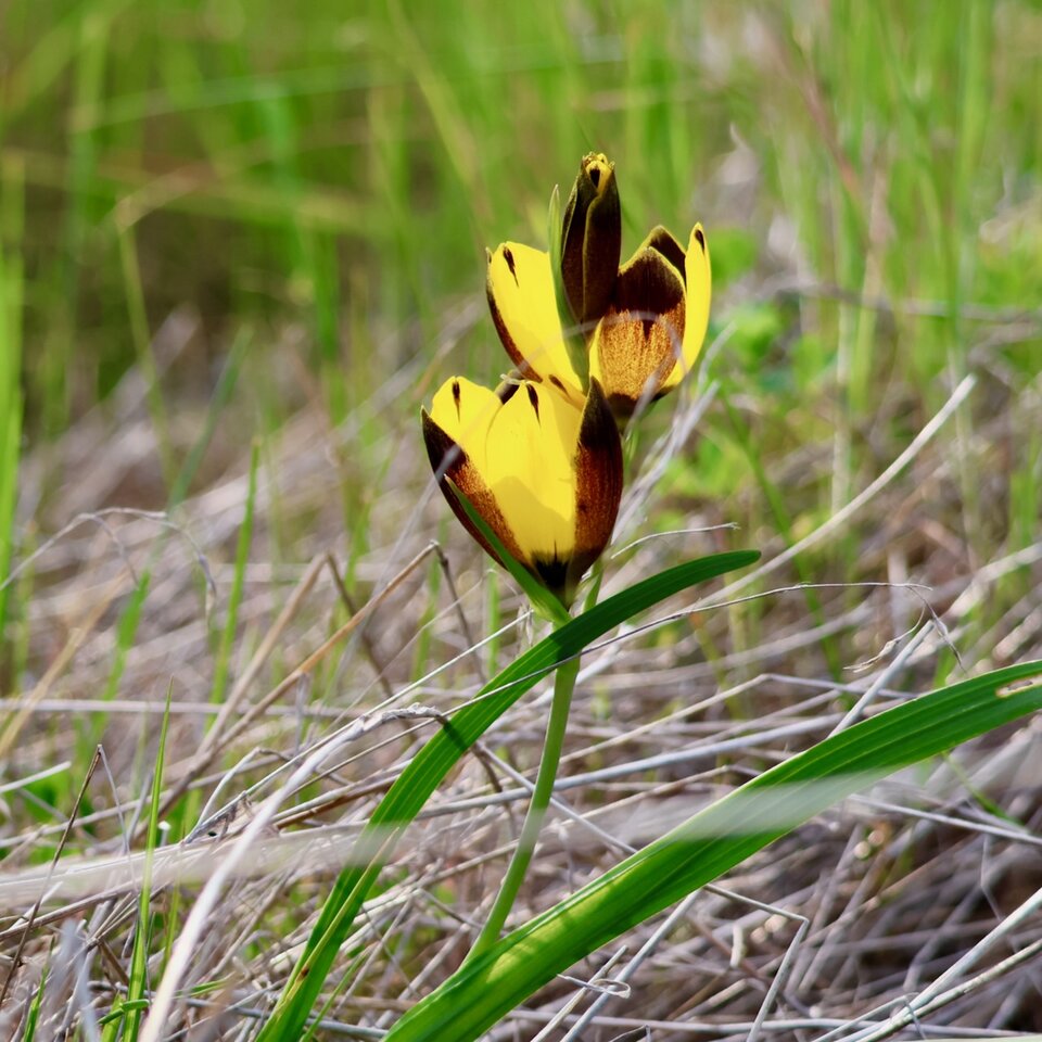 Harlequin night flower