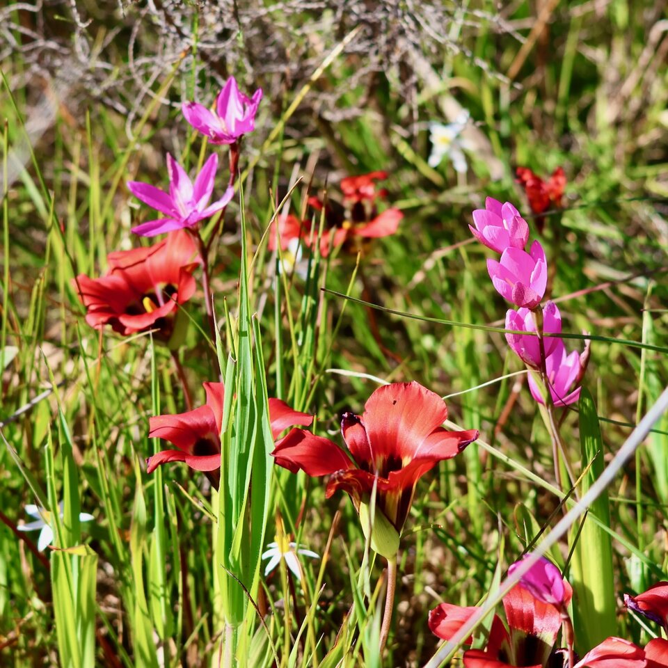 Crimson and hot pink flowers on the Trek Pad near Nieuwoudtville.