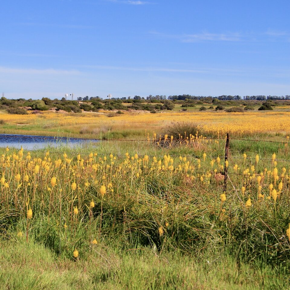 A field of yellow katsterts at Willemsrivier.