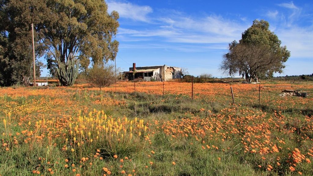 A pretty field of orange daisies around a derelict house in Nieuwoudtville.