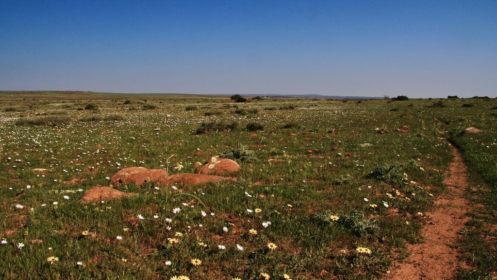 Scattered white and yellow daisies lie like drops of snow on the African veldt