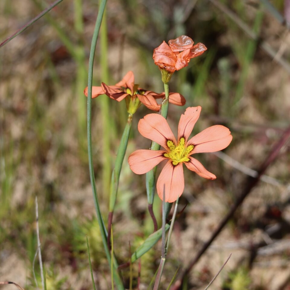 An apricot coloured wild iris