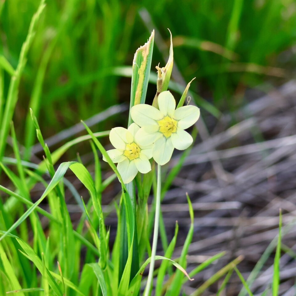 Pastel yellow wild irises