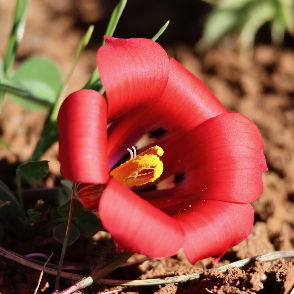 Crimson satin flower